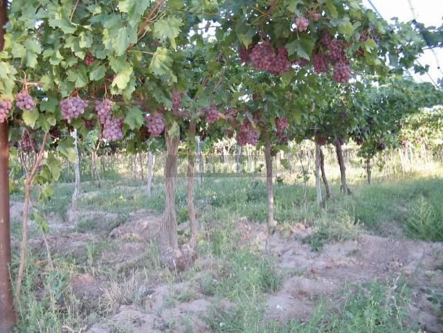 Finca en Venta en San Martin, Mendoza