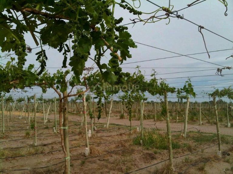 Finca en Venta en San Martin, Mendoza