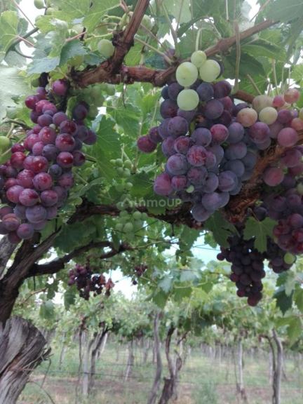Finca en Venta en San Martin, Mendoza
