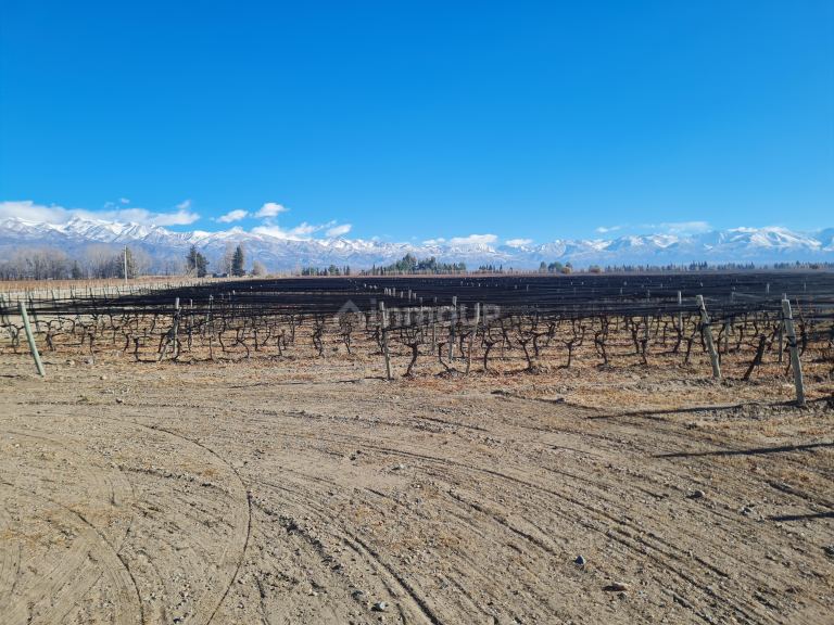 Finca en Venta en Tunuyan, Mendoza