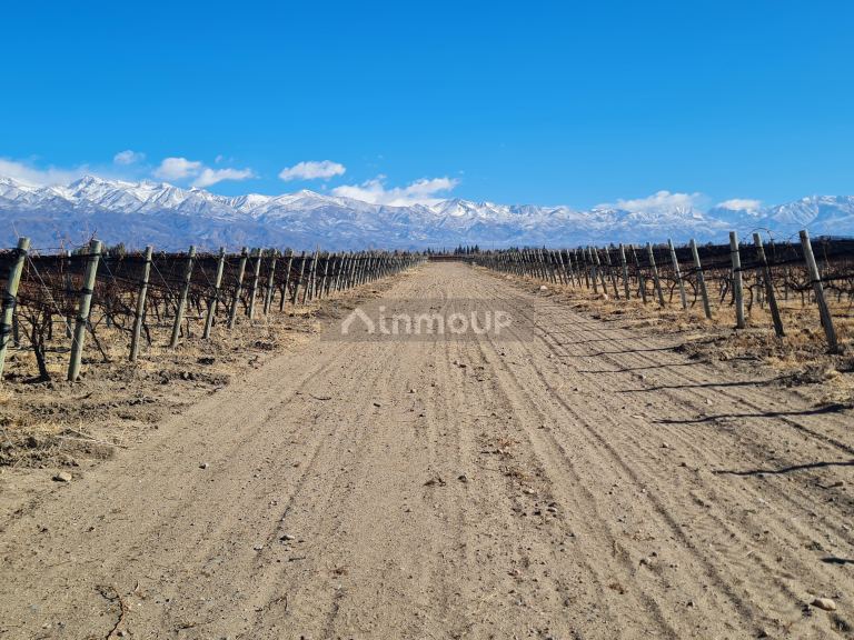 Finca en Venta en Tunuyan, Mendoza