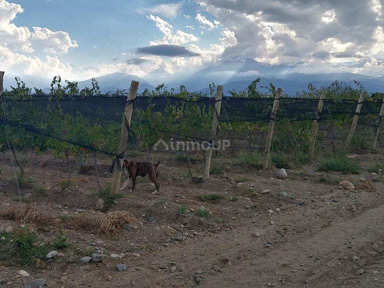 Finca en Venta en Tunuyan, Mendoza