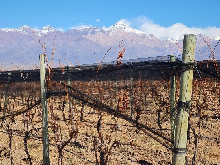 Finca en Venta en Tunuyan, Mendoza