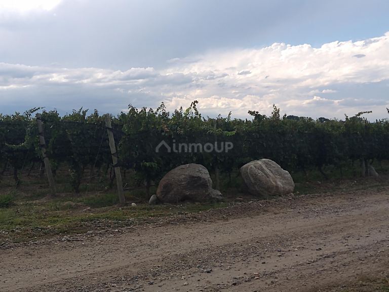 Finca en Venta en Tunuyan, Mendoza