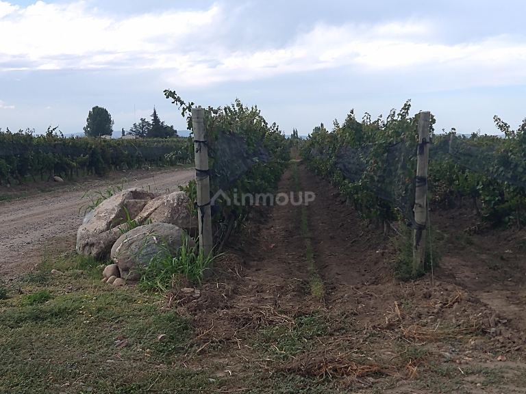Finca en Venta en Tunuyan, Mendoza