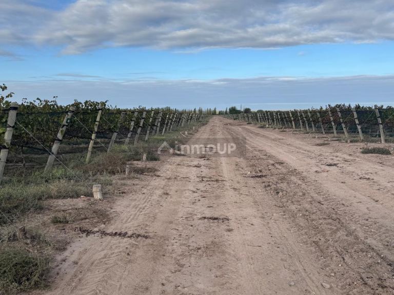 Finca en Venta en Lujan de Cuyo, Mendoza