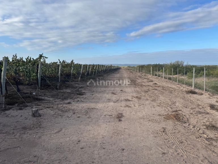 Finca en Venta en Lujan de Cuyo, Mendoza
