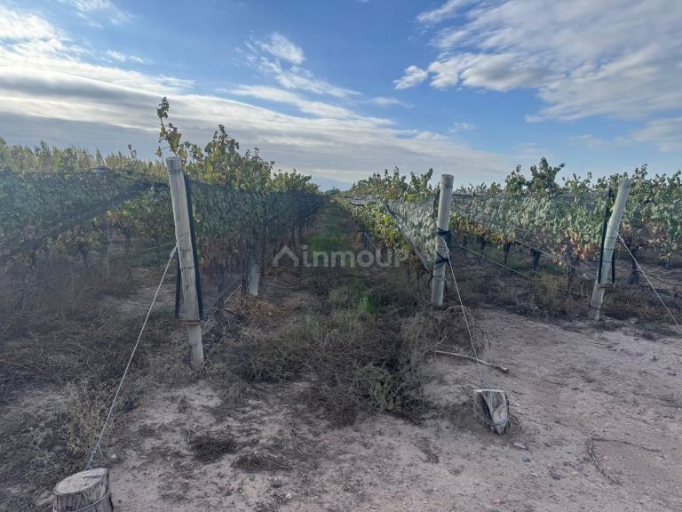 Finca en Venta en Lujan de Cuyo, Mendoza