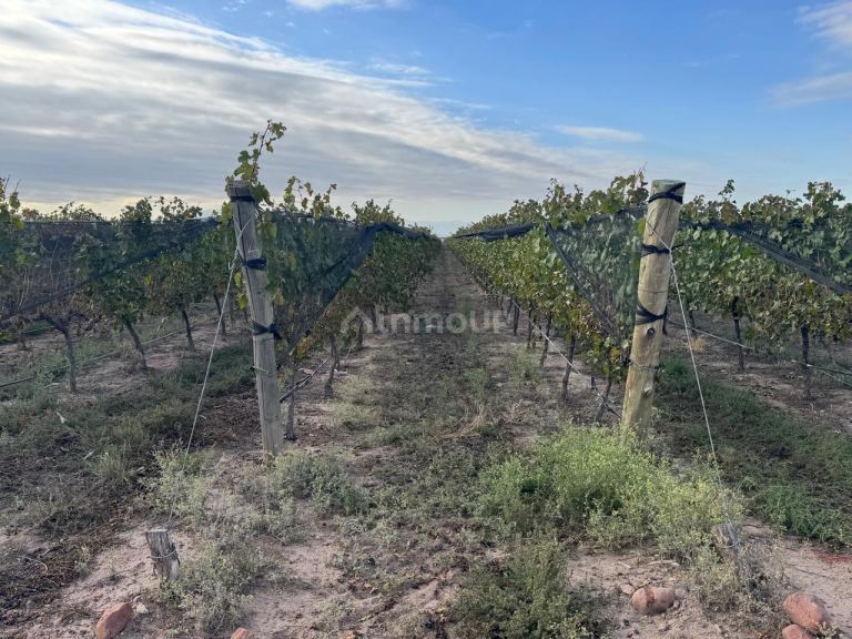 Finca en Venta en Lujan de Cuyo, Mendoza