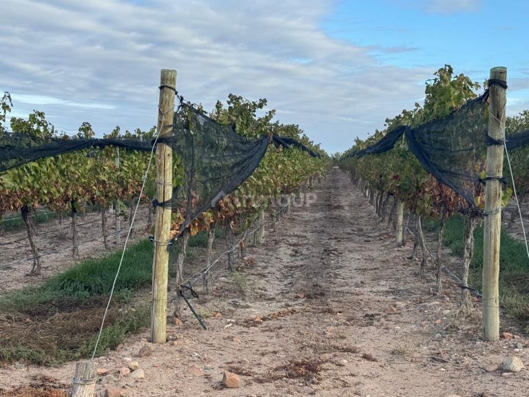 Finca en Venta en Lujan de Cuyo, Mendoza