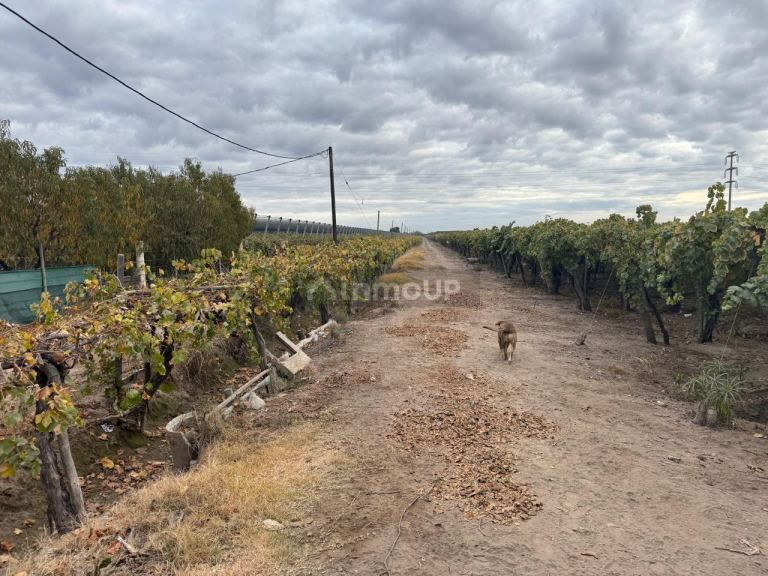 Finca en Venta en San Martin, Mendoza