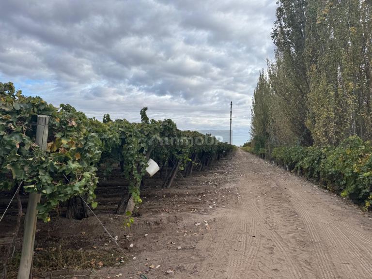 Finca en Venta en San Martin, Mendoza