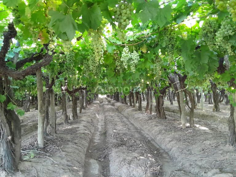 Finca en Venta en San Martin, Mendoza