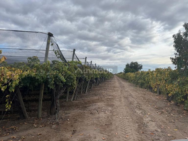 Finca en Venta en San Martin, Mendoza