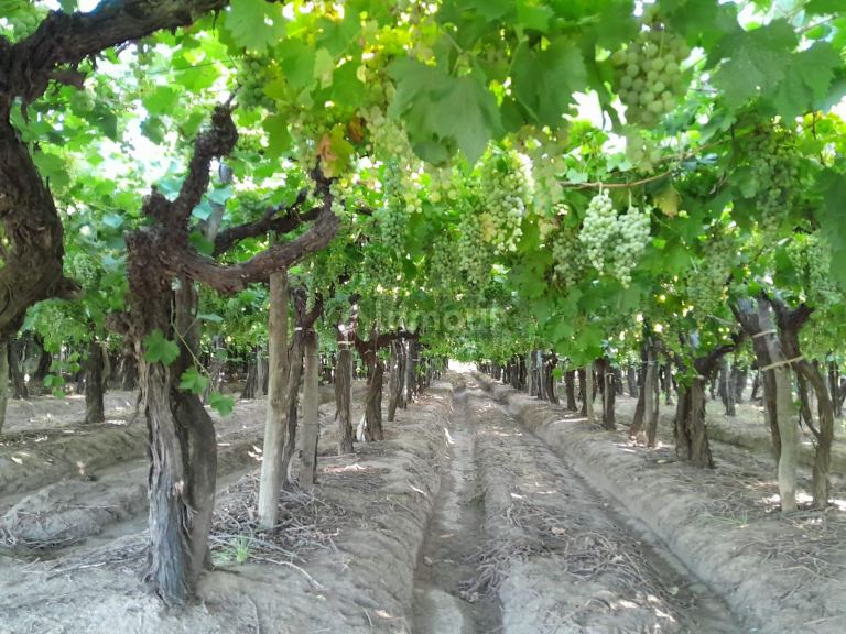 Finca en Venta en San Martin, Mendoza