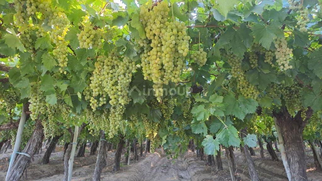 Finca en Venta en San Martin, Mendoza