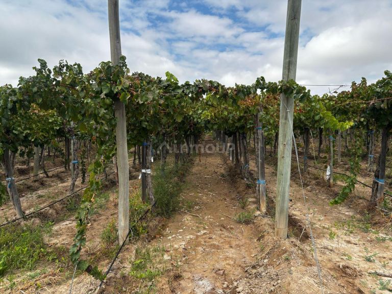 Finca en Venta en Lujan de Cuyo, Mendoza