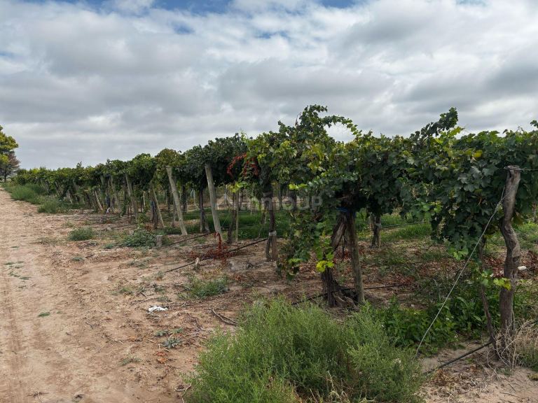 Finca en Venta en Lujan de Cuyo, Mendoza