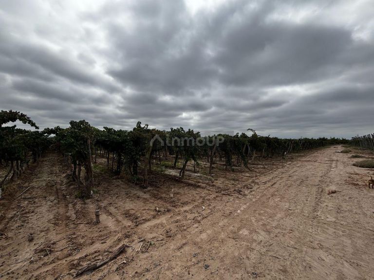 Finca en Venta en Lujan de Cuyo, Mendoza