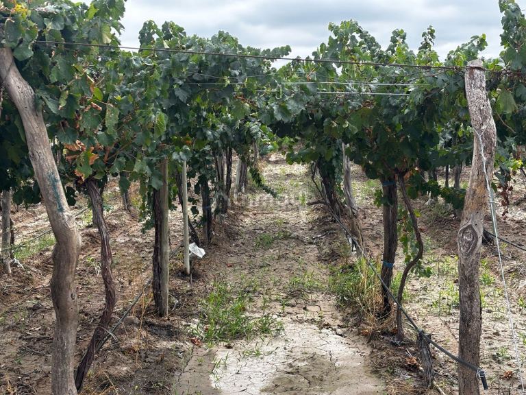 Finca en Venta en Lujan de Cuyo, Mendoza
