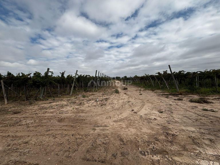 Finca en Venta en Lujan de Cuyo, Mendoza