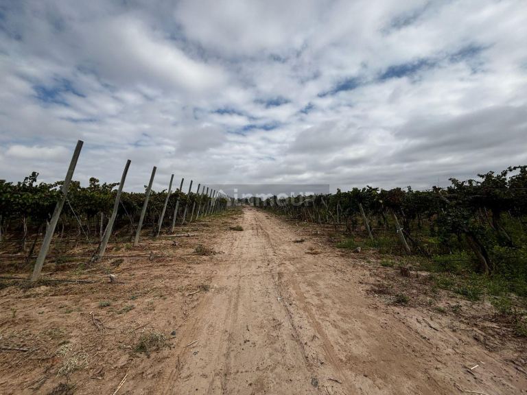 Finca en Venta en Lujan de Cuyo, Mendoza