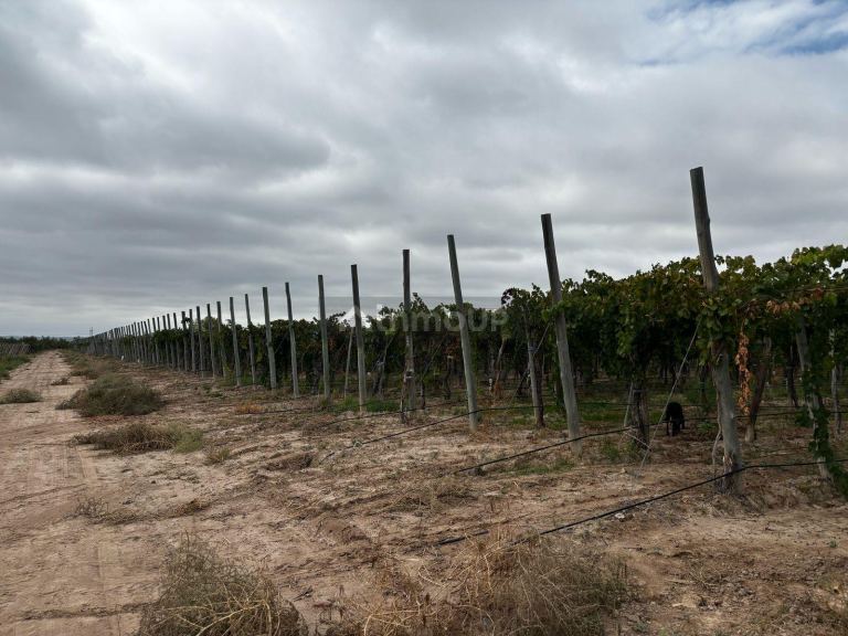 Finca en Venta en Lujan de Cuyo, Mendoza