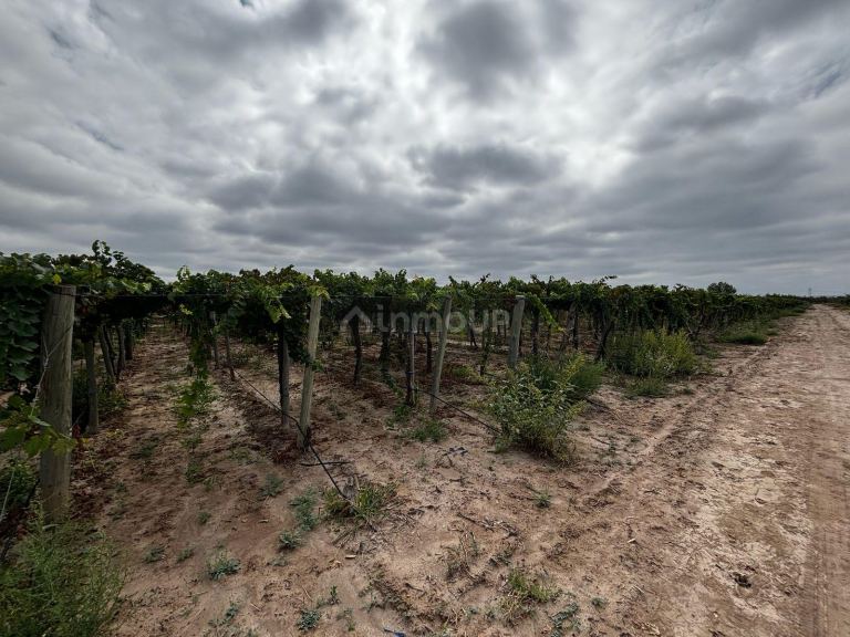 Finca en Venta en Lujan de Cuyo, Mendoza