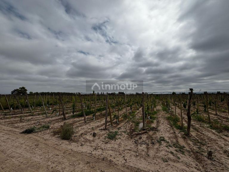Finca en Venta en Lujan de Cuyo, Mendoza