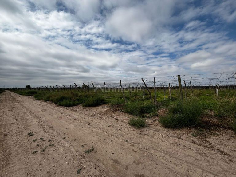 Finca en Venta en Lujan de Cuyo, Mendoza