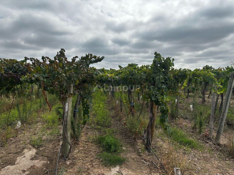 Finca en Venta en Lujan de Cuyo, Mendoza