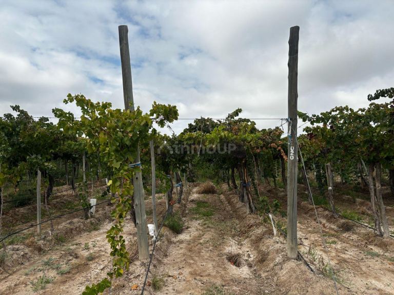 Finca en Venta en Lujan de Cuyo, Mendoza
