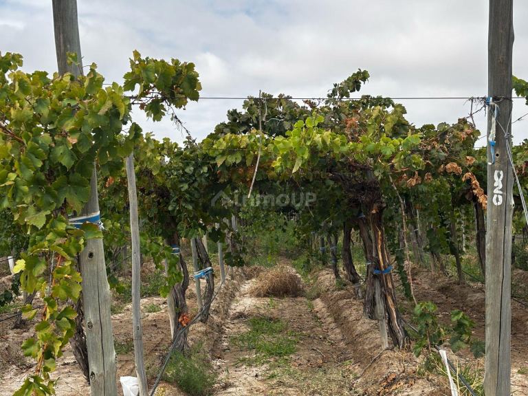 Finca en Venta en Lujan de Cuyo, Mendoza