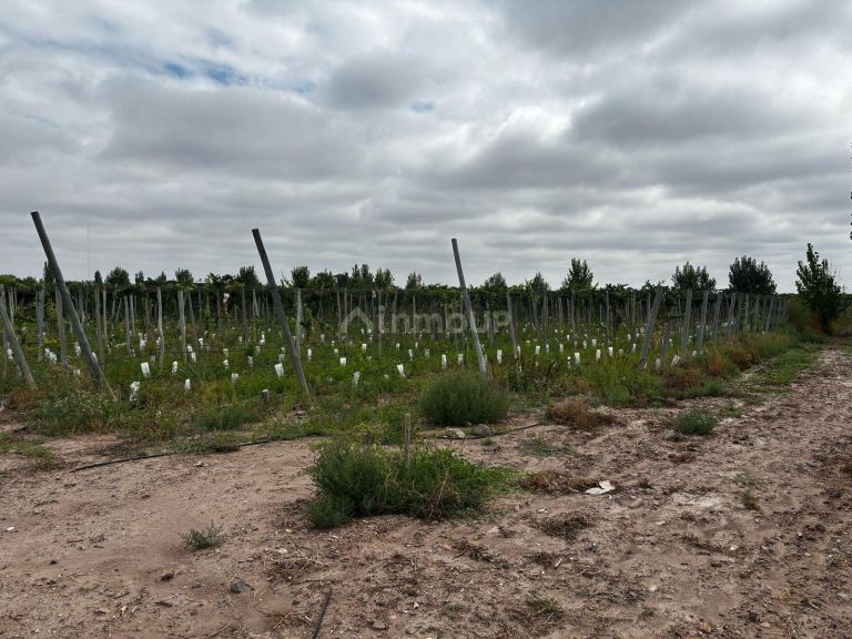Finca en Venta en Lujan de Cuyo, Mendoza