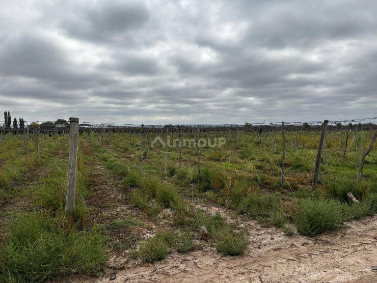 Finca en Venta en Lujan de Cuyo, Mendoza