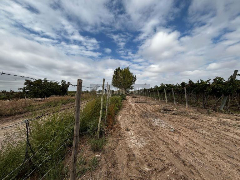 Finca en Venta en Lujan de Cuyo, Mendoza