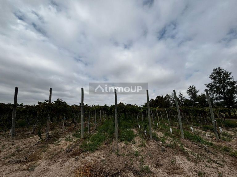 Finca en Venta en Lujan de Cuyo, Mendoza