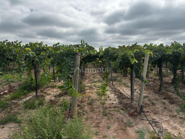 Finca en Venta en Lujan de Cuyo, Mendoza