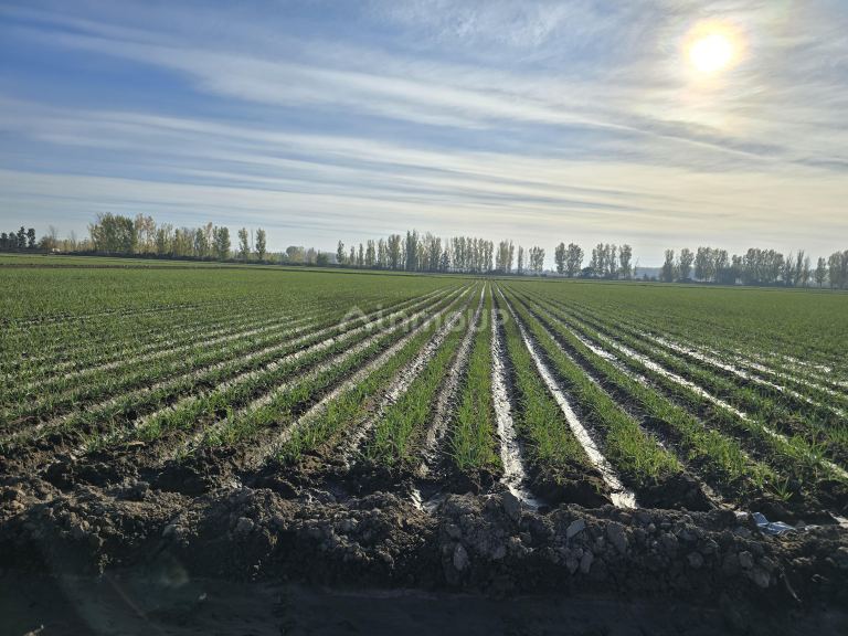 Finca en Venta en Junin, Mendoza
