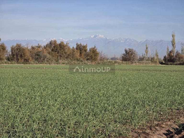 Finca en Venta en Junin, Mendoza