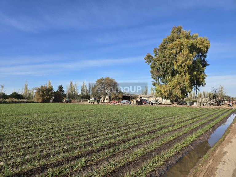 Finca en Venta en Junin, Mendoza