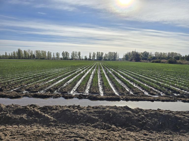 Finca en Venta en Junin, Mendoza
