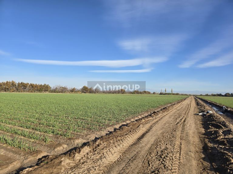 Finca en Venta en Junin, Mendoza