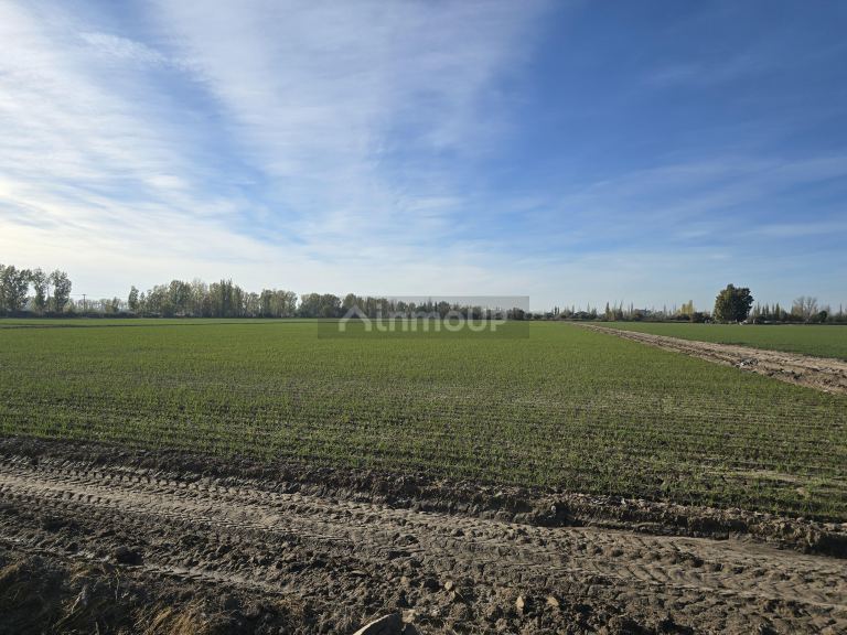 Finca en Venta en Junin, Mendoza