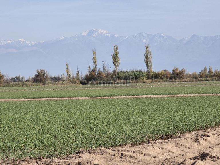 Finca en Venta en Junin, Mendoza