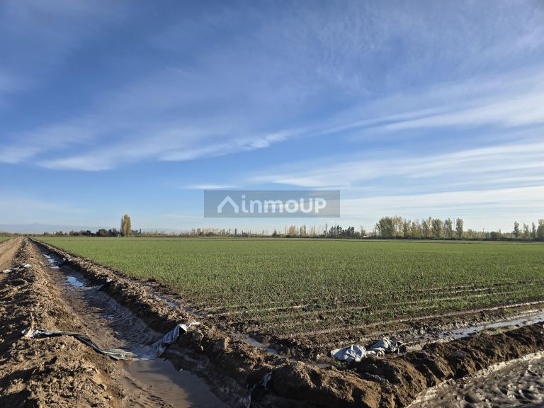 Finca en Venta en Junin, Mendoza