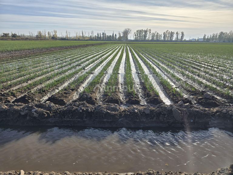 Finca en Venta en Junin, Mendoza