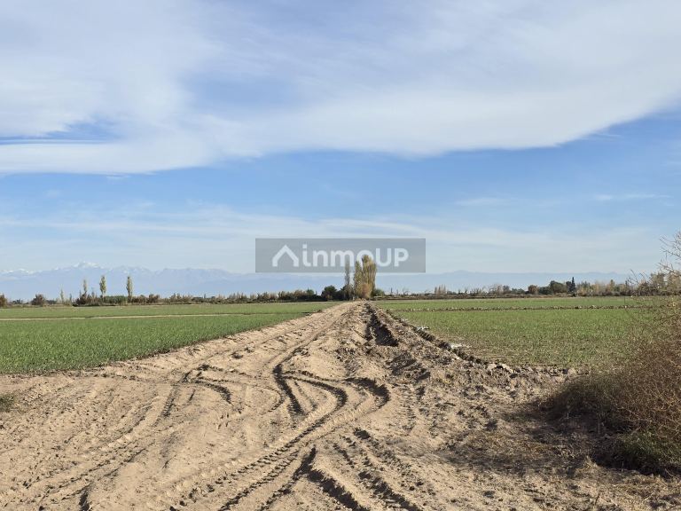 Finca en Venta en Junin, Mendoza