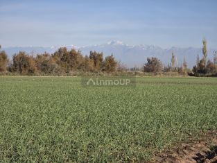 Junin 21.8 Has entre Ing. Giagnoni y Alto Verde