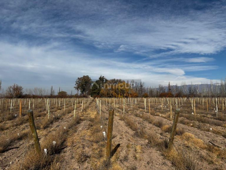 Finca en Venta en Tunuyan, Mendoza